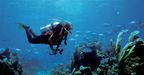 diver_low.jpg